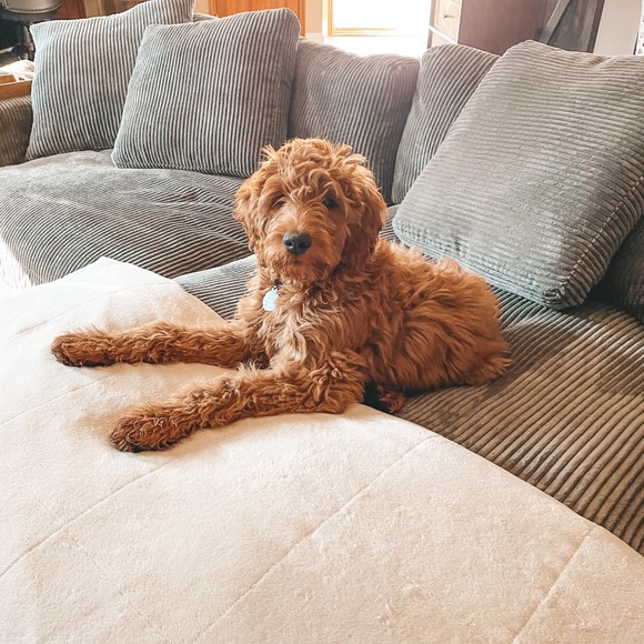 Meet your Posher, Alison - Picture 1 of 1